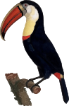 Toucan 2